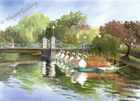Swanboats on a Summer Morning